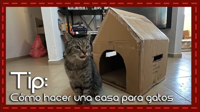 DIY: Crea una casita para gatos súper fácil con cartón